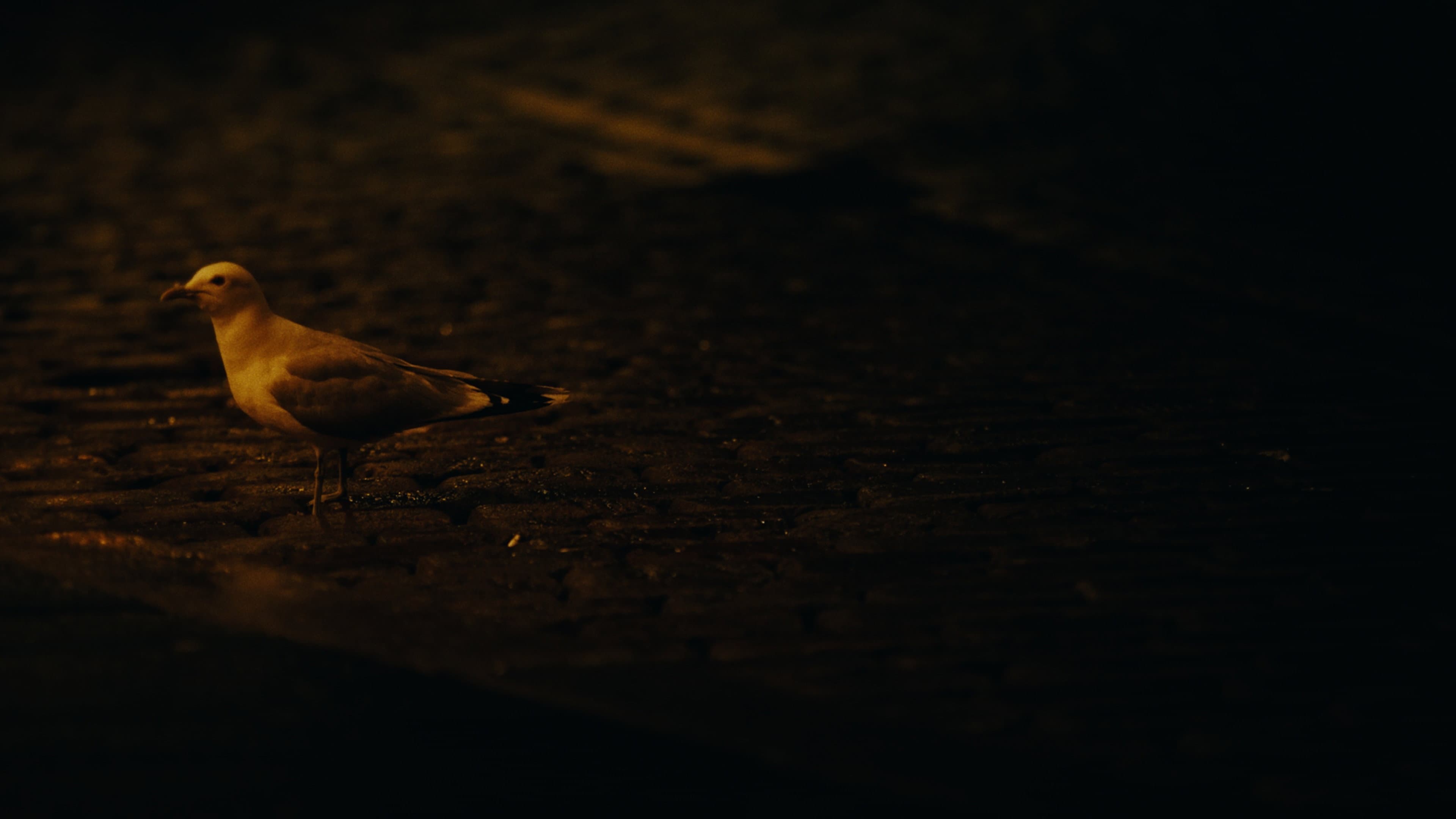 Don't Feed the Seagull backdrop