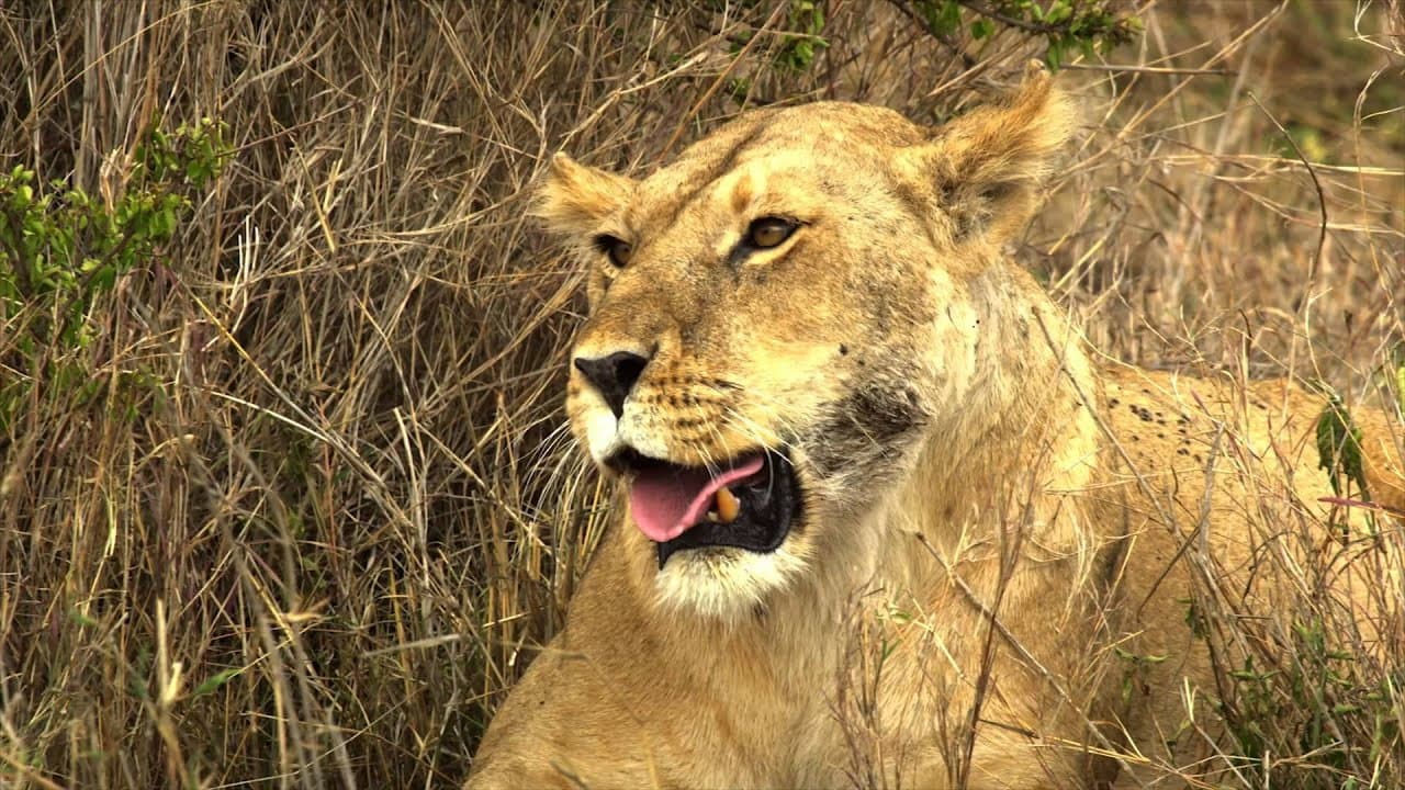 Serengeti: Nature's Greatest Journey backdrop