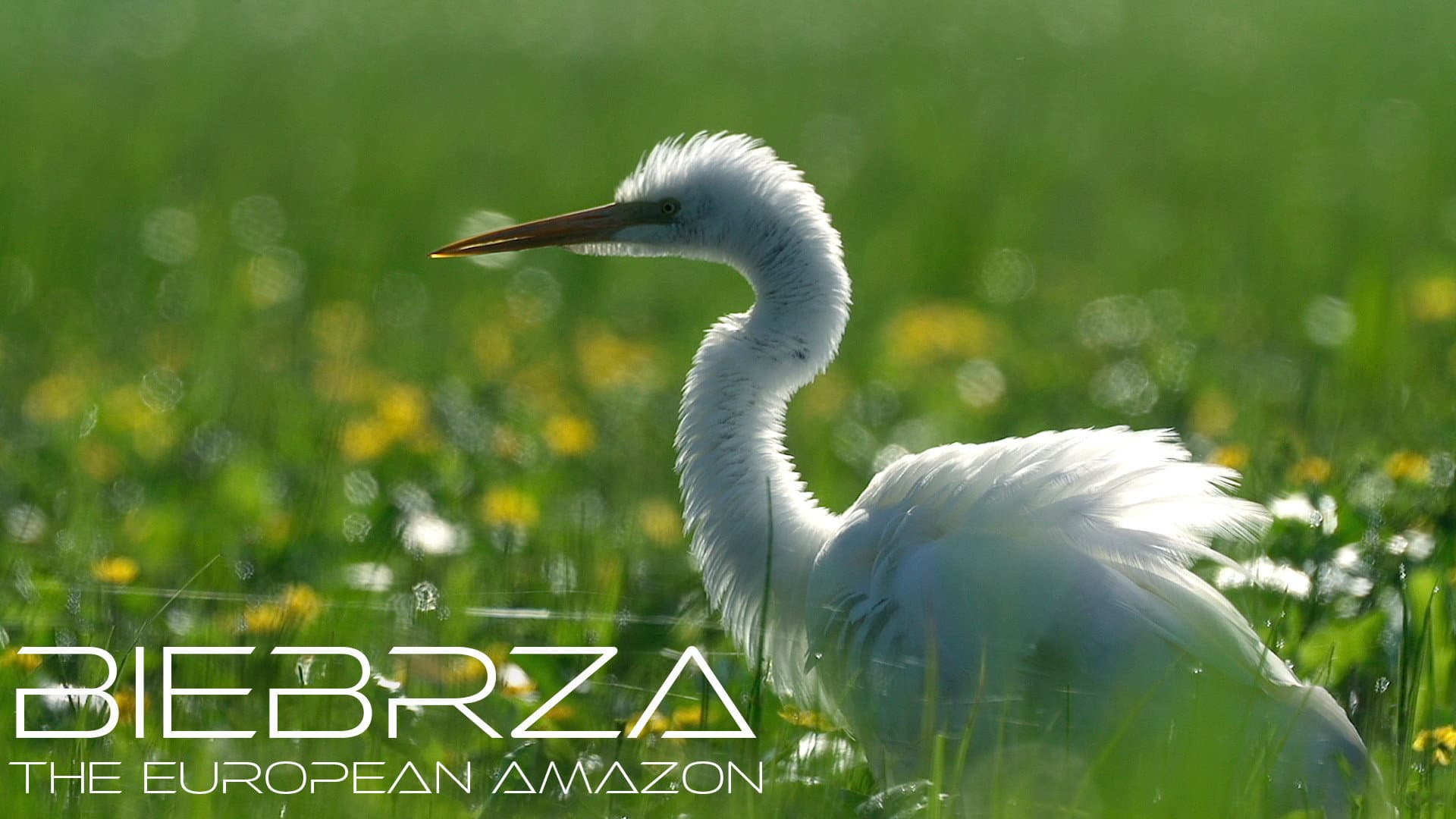 Biebrza: The European Amazon backdrop